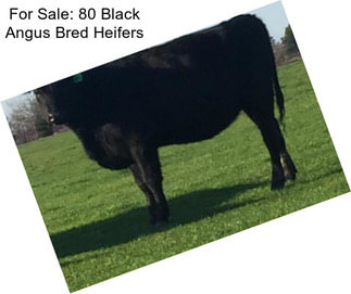 For Sale: 80 Black Angus Bred Heifers