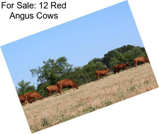 For Sale: 12 Red Angus Cows