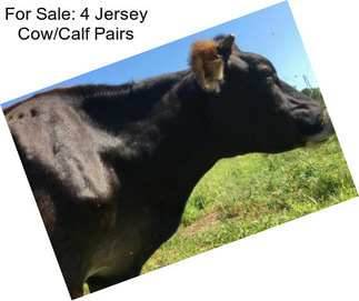 For Sale: 4 Jersey Cow/Calf Pairs