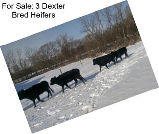 For Sale: 3 Dexter Bred Heifers