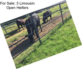 For Sale: 3 Limousin Open Heifers