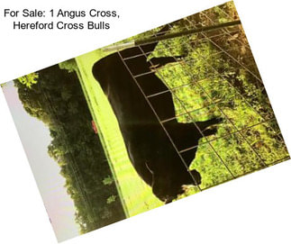 For Sale: 1 Angus Cross, Hereford Cross Bulls