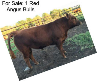 For Sale: 1 Red Angus Bulls