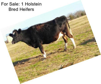 For Sale: 1 Holstein Bred Heifers