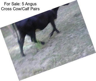 For Sale: 5 Angus Cross Cow/Calf Pairs