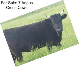 For Sale: 7 Angus Cross Cows