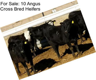 For Sale: 10 Angus Cross Bred Heifers