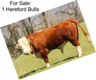 For Sale: 1 Hereford Bulls