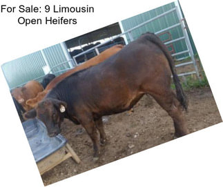 For Sale: 9 Limousin Open Heifers