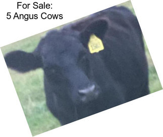 For Sale: 5 Angus Cows