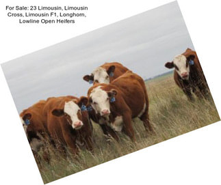 For Sale: 23 Limousin, Limousin Cross, Limousin F1, Longhorn, Lowline Open Heifers