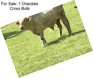 For Sale: 1 Charolais Cross Bulls