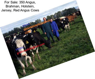For Sale: 350 Angus, Brahman, Holstein, Jersey, Red Angus Cows