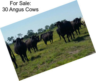 For Sale: 30 Angus Cows