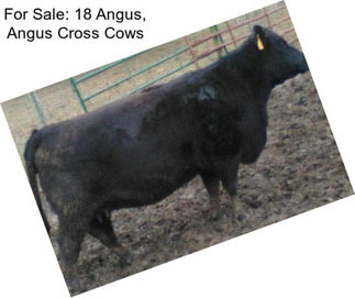 For Sale: 18 Angus, Angus Cross Cows