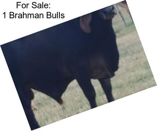 For Sale: 1 Brahman Bulls