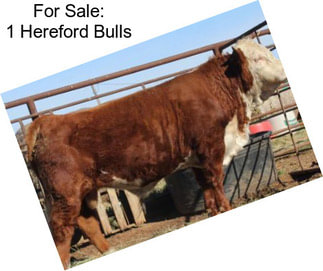 For Sale: 1 Hereford Bulls