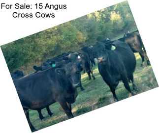 For Sale: 15 Angus Cross Cows