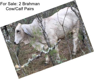 For Sale: 2 Brahman Cow/Calf Pairs