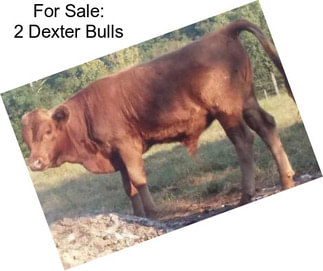 For Sale: 2 Dexter Bulls