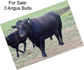 For Sale: 3 Angus Bulls