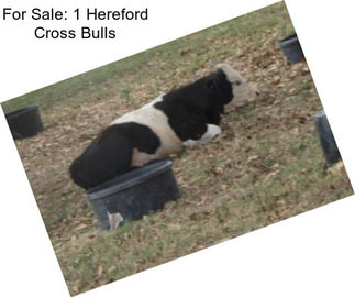 For Sale: 1 Hereford Cross Bulls