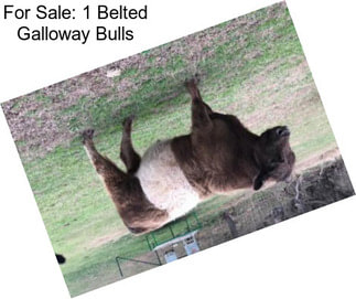 For Sale: 1 Belted Galloway Bulls