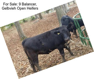 For Sale: 9 Balancer, Gelbvieh Open Heifers