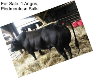 For Sale: 1 Angus, Piedmontese Bulls