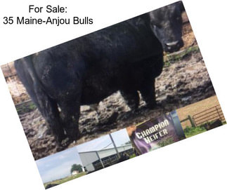 For Sale: 35 Maine-Anjou Bulls