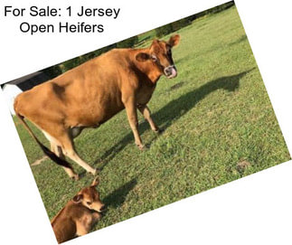 For Sale: 1 Jersey Open Heifers