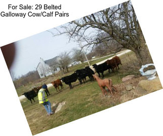 For Sale: 29 Belted Galloway Cow/Calf Pairs