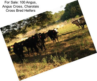 For Sale: 100 Angus, Angus Cross, Charolais Cross Bred Heifers