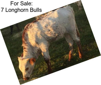 For Sale: 7 Longhorn Bulls