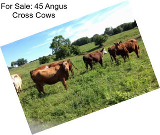 For Sale: 45 Angus Cross Cows