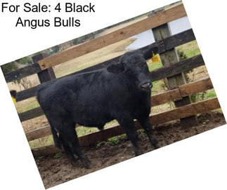 For Sale: 4 Black Angus Bulls