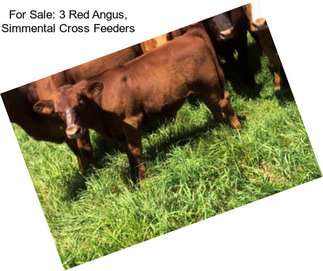 For Sale: 3 Red Angus, Simmental Cross Feeders