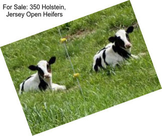 For Sale: 350 Holstein, Jersey Open Heifers