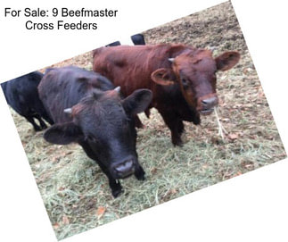 For Sale: 9 Beefmaster Cross Feeders