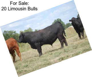 For Sale: 20 Limousin Bulls