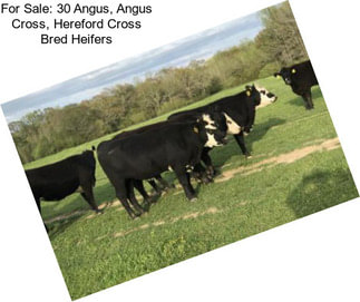 For Sale: 30 Angus, Angus Cross, Hereford Cross Bred Heifers