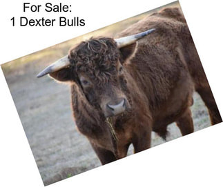 For Sale: 1 Dexter Bulls