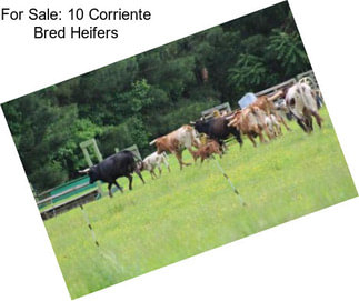 For Sale: 10 Corriente Bred Heifers