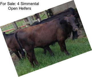 For Sale: 4 Simmental Open Heifers