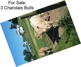 For Sale: 3 Charolais Bulls