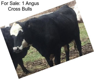 For Sale: 1 Angus Cross Bulls