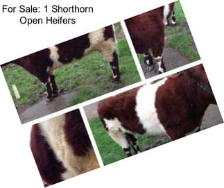 For Sale: 1 Shorthorn Open Heifers