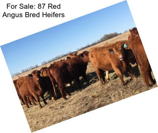 For Sale: 87 Red Angus Bred Heifers