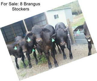 For Sale: 8 Brangus Stockers