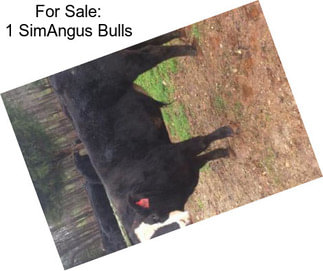 For Sale: 1 SimAngus Bulls